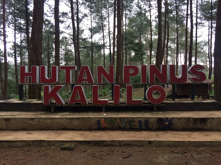 Hutan Pinus Kalilo, Sumber : katadangu.com