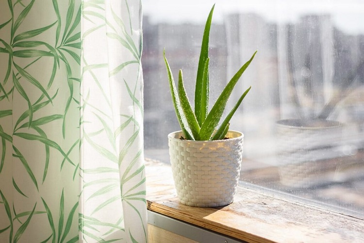 Aloe vera atau lidah buaya, Sumber: windowworldcolorado.com
