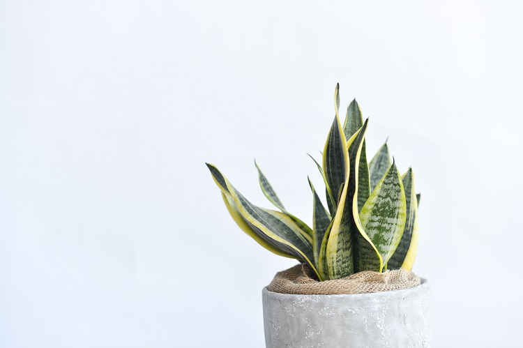 Lidah mertua atau sansevieria, Sumber: pexels.com