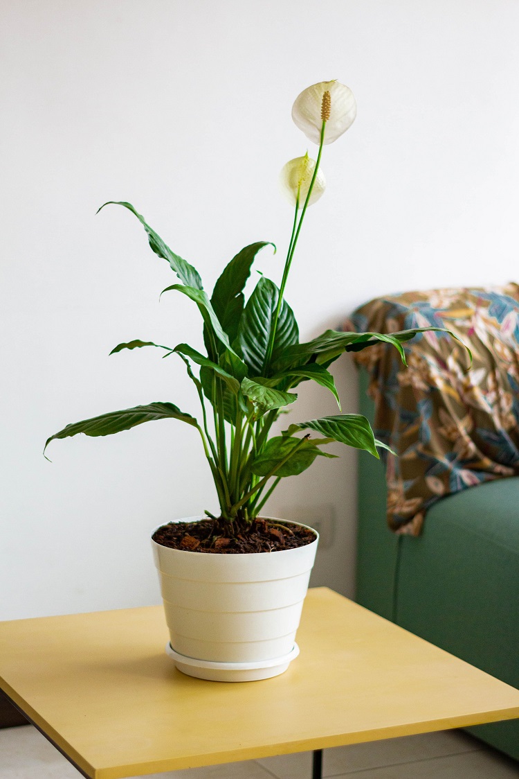 Peace lily atau spathiphyllum, Sumber: pexels.com