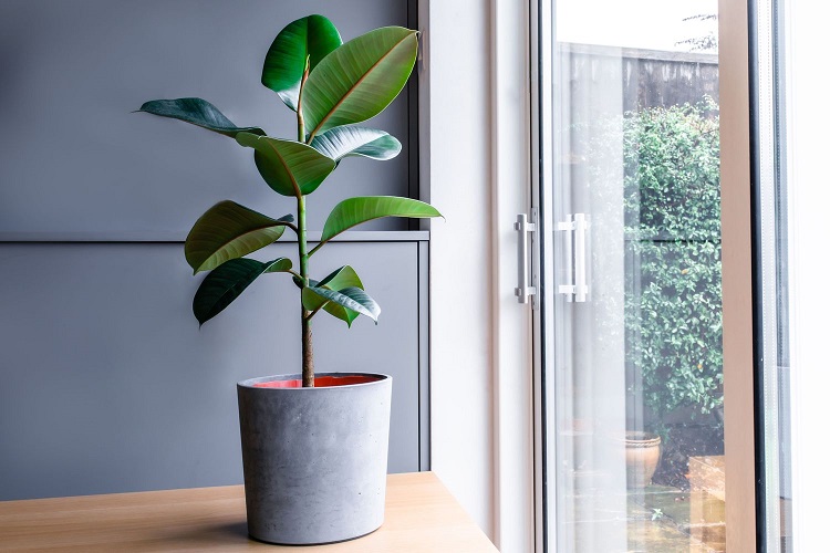 Rubber plant atau ficus elastica, Sumber: thespruce.com