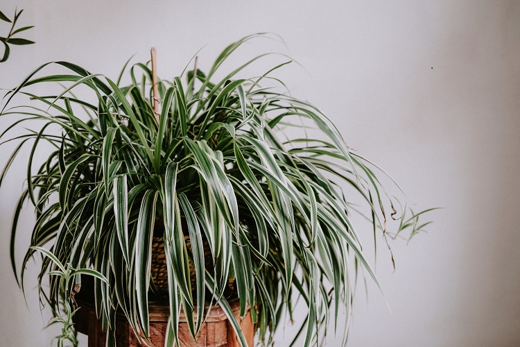 Spider plant atau chlorophytum comosum, Sumber: pexels.com
