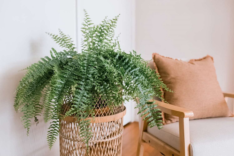 Tanaman pakis boston, Sumber: thespruce.com