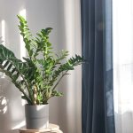 ZZ plant atau zamioculcas zamiifolia, Sumber: kompas.com