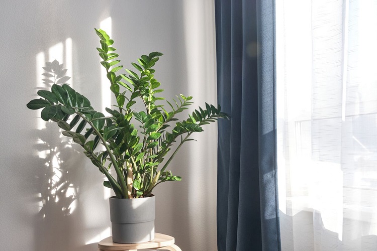 ZZ plant atau zamioculcas zamiifolia, Sumber: kompas.com